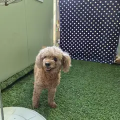 칠곡군 갈색 푸들 수컷