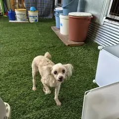 칠곡군 크림색 푸들 암컷