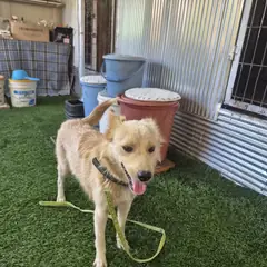 칠곡군 갈색&흰색 믹스견 암컷
