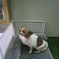 칠곡군 갈색&흰색 믹스견 암컷