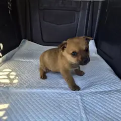 칠곡군 갈색 믹스견 수컷