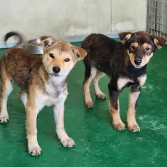 예천군 갈색&검정 믹스견 수컷