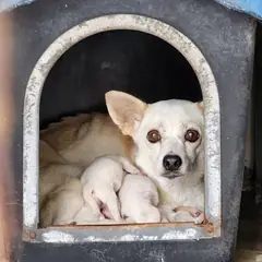 예천군 흰색 믹스견 암컷