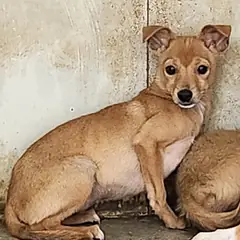예천군 갈색 믹스견 암컷