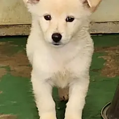 예천군 흰색 믹스견 수컷