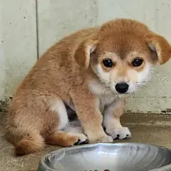 예천군 갈색 믹스견 암컷