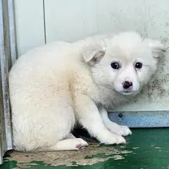 예천군 흰색 믹스견 수컷