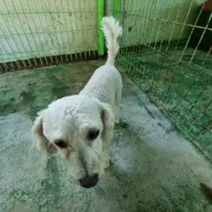 봉화군 흰색 믹스견 암컷