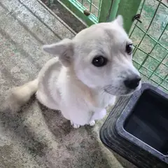 봉화군 흰색 믹스견 수컷