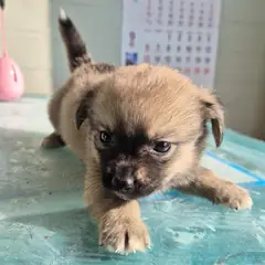 봉화군 갈색 믹스견 수컷