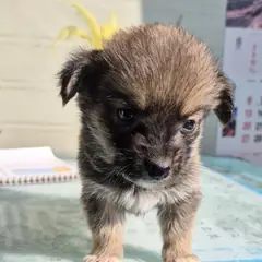 봉화군 갈색&검정 믹스견 수컷