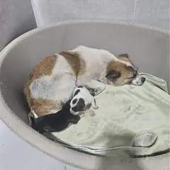울진군 금색&흰색 믹스견 암컷