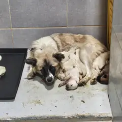 울진군 흰색 믹스견 암컷