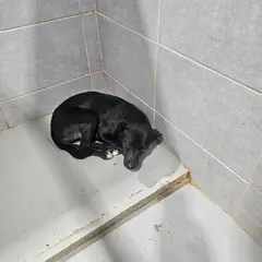울진군 검정색 믹스견 암컷