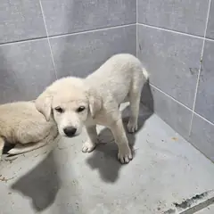 울진군 흰색 믹스견 암컷