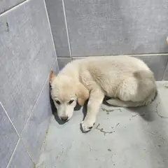 울진군 흰색 믹스견 암컷