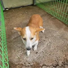울진군 얼룩무늬 웰시 코기 카디건 암컷