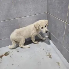 울진군 흰색 믹스견 암컷