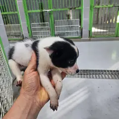울진군 검정&흰색 믹스견 암컷