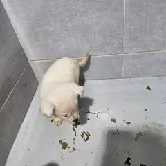울진군 흰색 믹스견 수컷