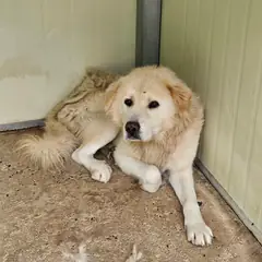 울진군 흰색 믹스견 수컷