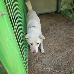 울진군 흰색 믹스견 수컷