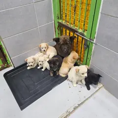 울진군 검정색 믹스견 암컷