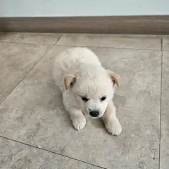 울진군 흰색 믹스견 수컷