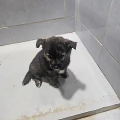 울진군 검정색 믹스견 암컷