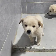 울진군 흰색 믹스견 수컷