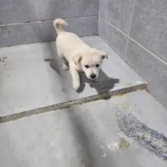 울진군 흰색 믹스견 수컷
