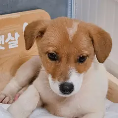 진주시 갈색&흰색 믹스견 암컷