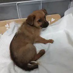 진주시 갈색&검정 믹스견 암컷