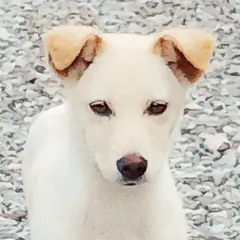 진주시 갈색&흰색 믹스견 암컷