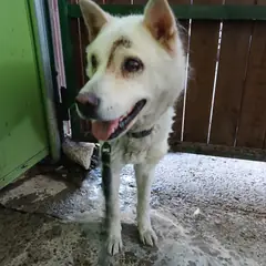 진주시 흰색 믹스견 암컷