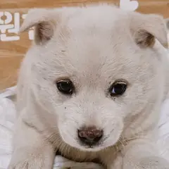 진주시 흰색 믹스견 암컷