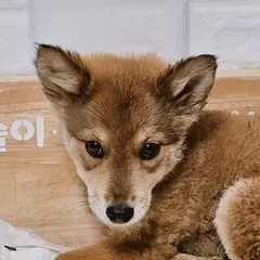 진주시 갈색&검정&흰색 믹스견 수컷