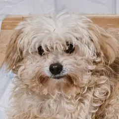진주시 흰색 푸들 암컷