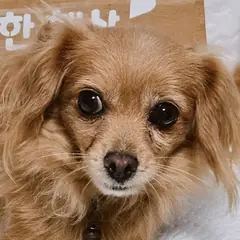 진주시 갈색 치와와 암컷