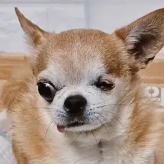 진주시 갈색&흰색 치와와 수컷