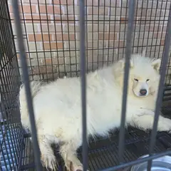 통영시 크림색 사모예드 암컷