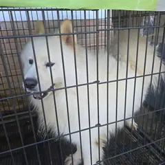 통영시 크림색 사모예드 수컷
