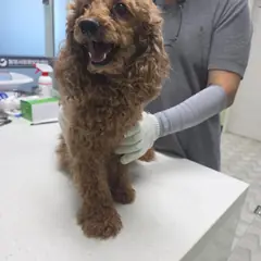 통영시 갈색 푸들 암컷