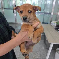 통영시 갈색 믹스견 암컷