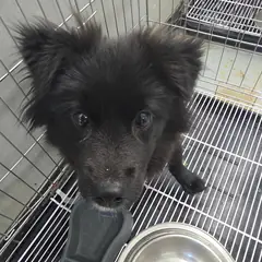 통영시 검정색 믹스견 수컷