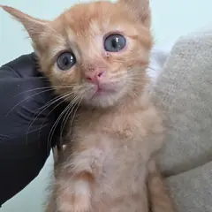 통영시 갈색 믹스묘 암컷