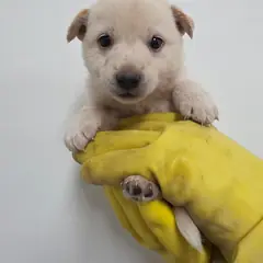 통영시 크림색 믹스견 암컷