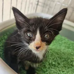 사천시 검은색흰색황토색조합 한국 고양이 성별 미상