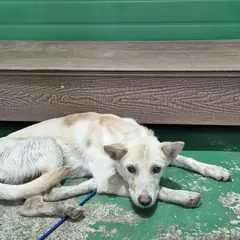 사천시 크림색 믹스견 암컷