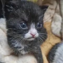 사천시 기타(턱시도) 한국 고양이 암컷